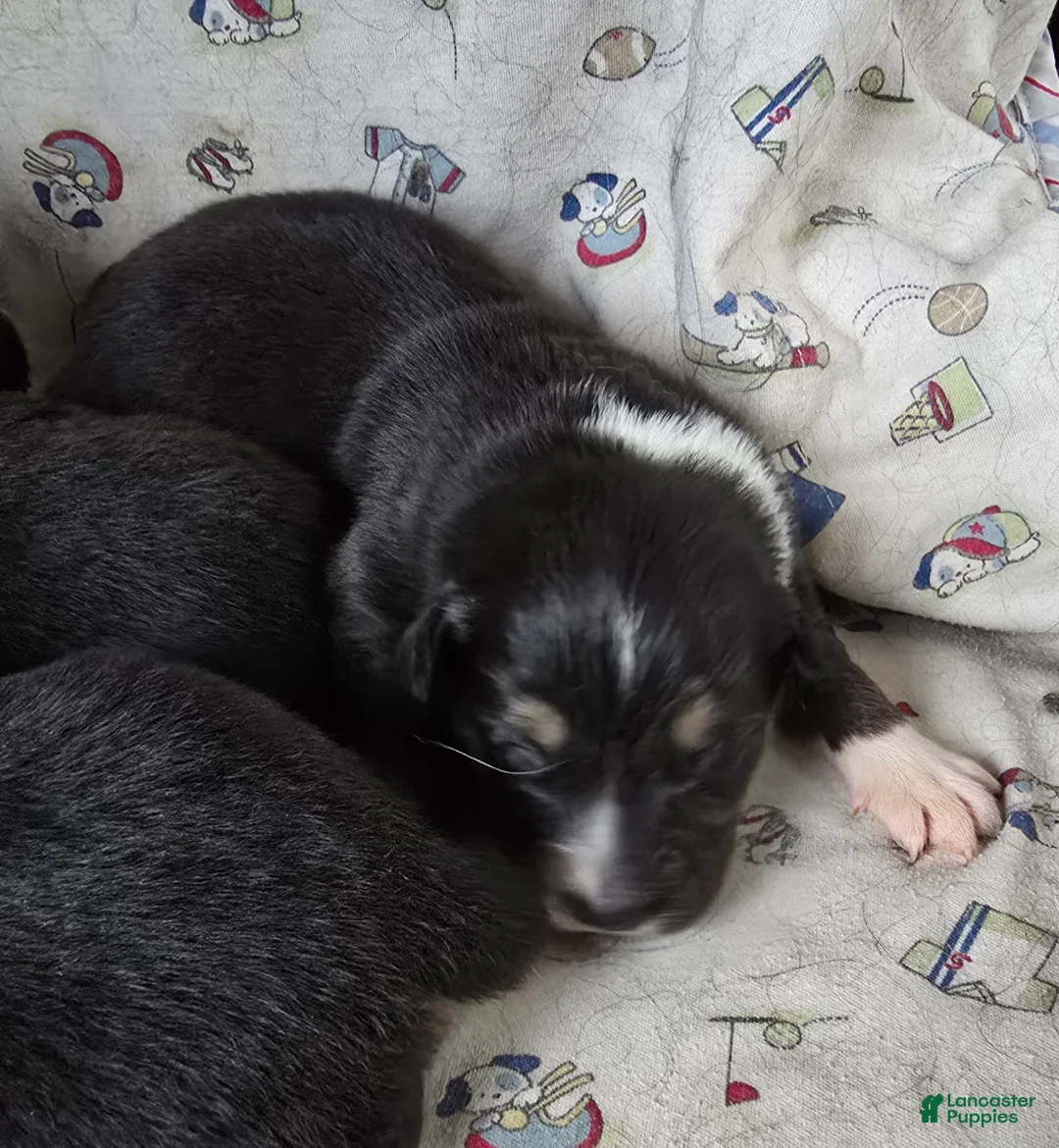 Australian Shepherd dogs for sale: Darla - Ad 11