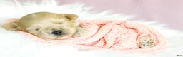 Maltipoo dogs for sale: Button - Ad 1