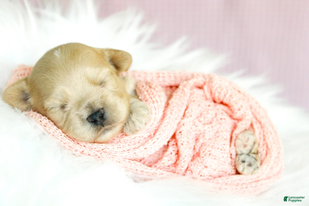 Maltipoo dogs for sale: Button - Ad 1
