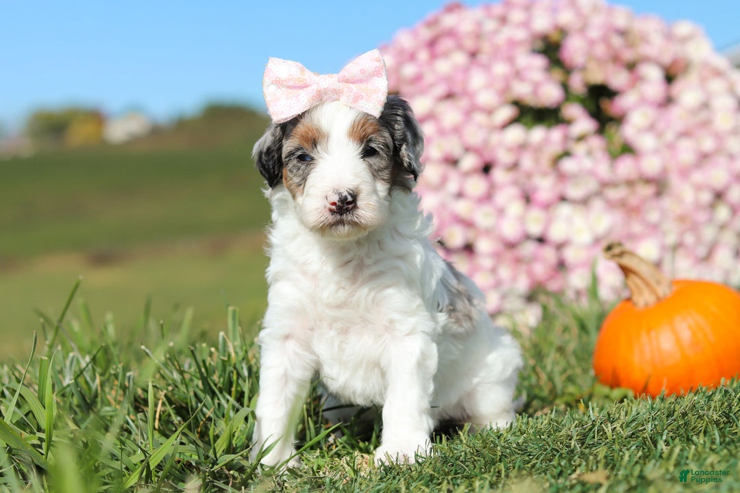 Mini Bernedoodle dogs for sale: Chloe - Ad 6