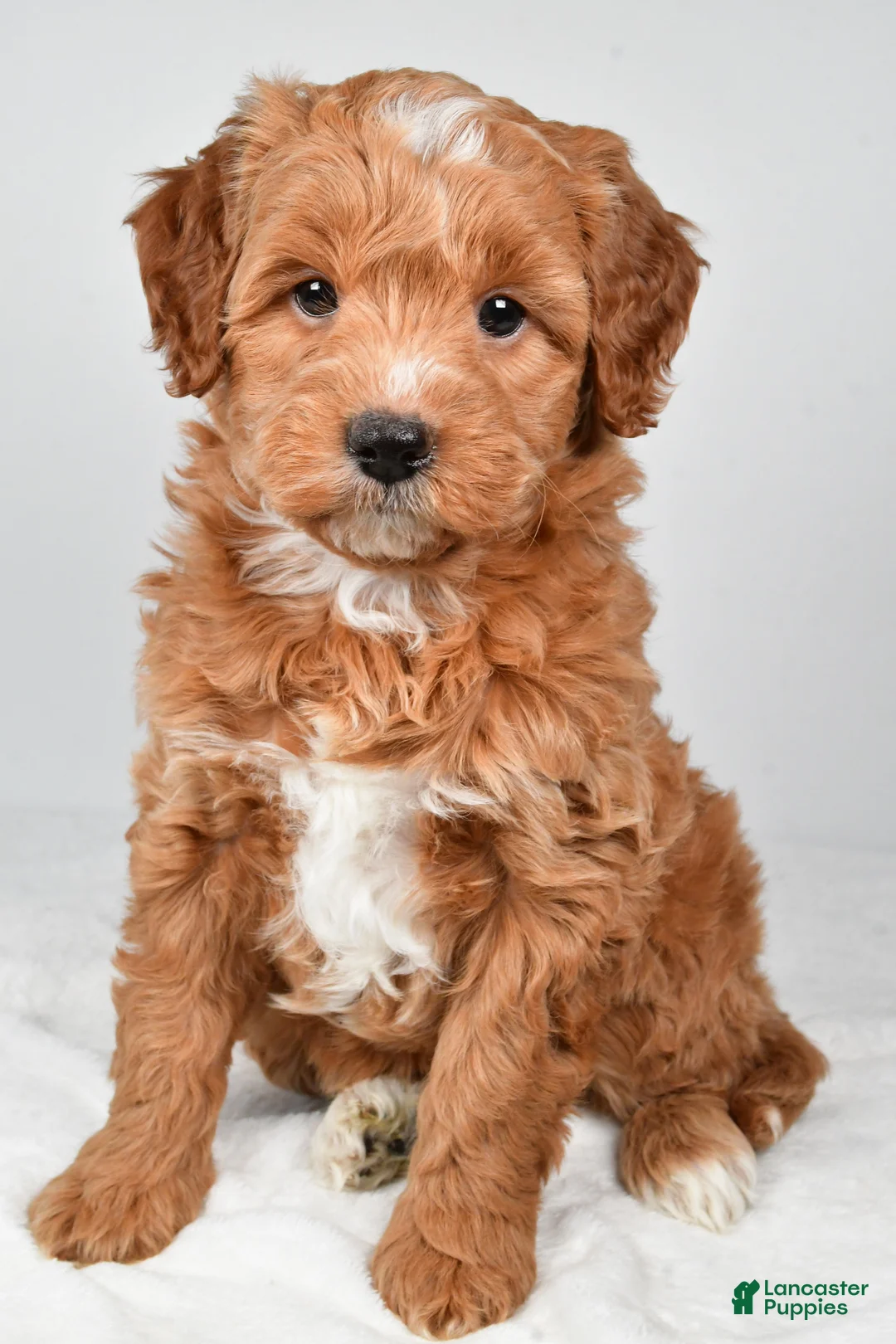 Mini Goldendoodle dogs for sale: Annie - Ad 1