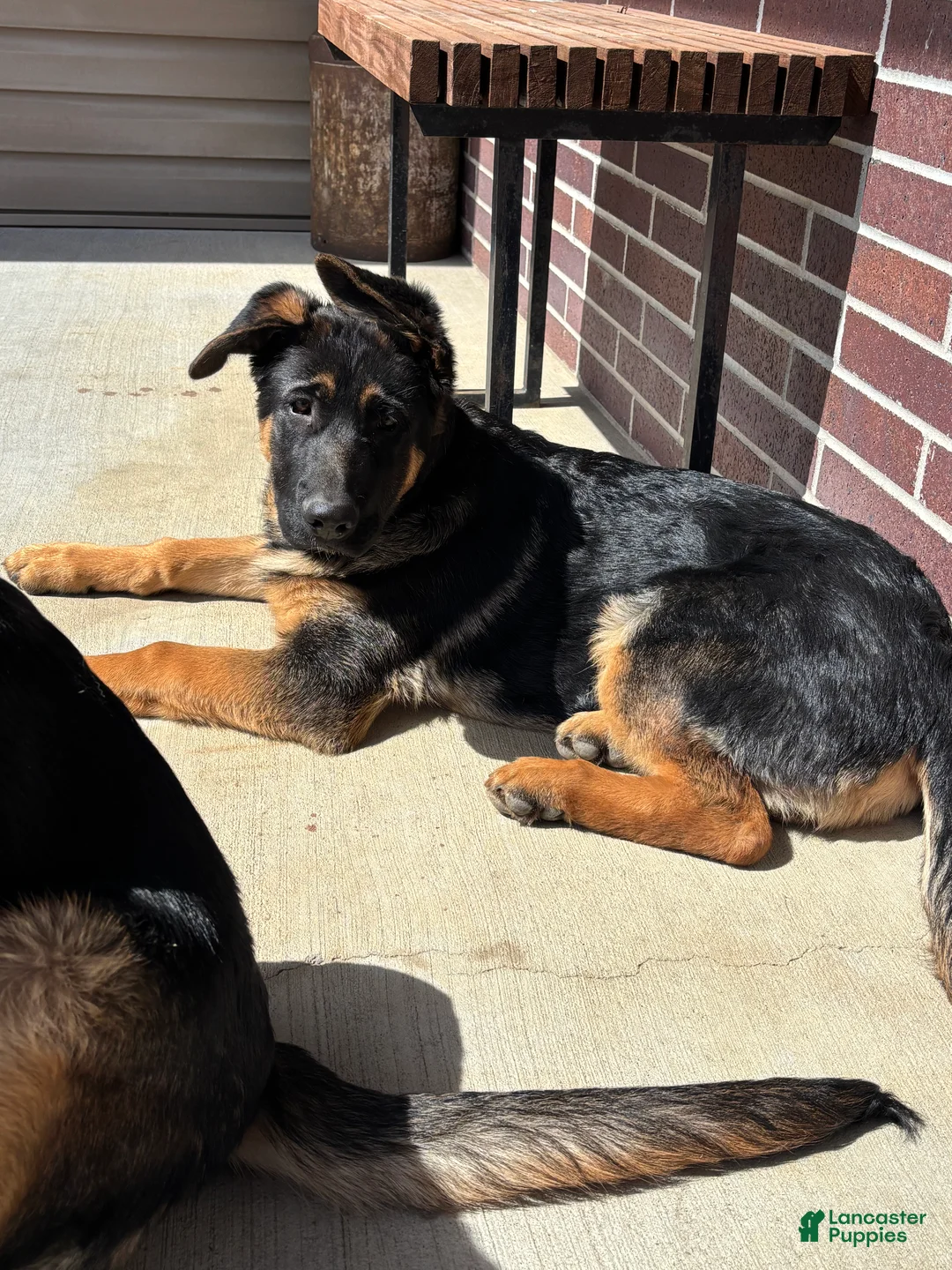 German Shepherd dogs for sale: German Shepherd Puppy 1 - Ad 1