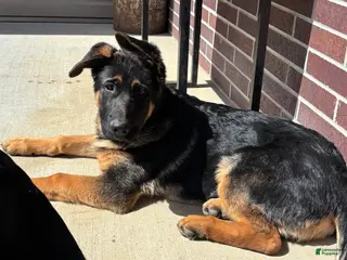 German Shepherd dogs German Shepherd Puppy 1 - Ad 2