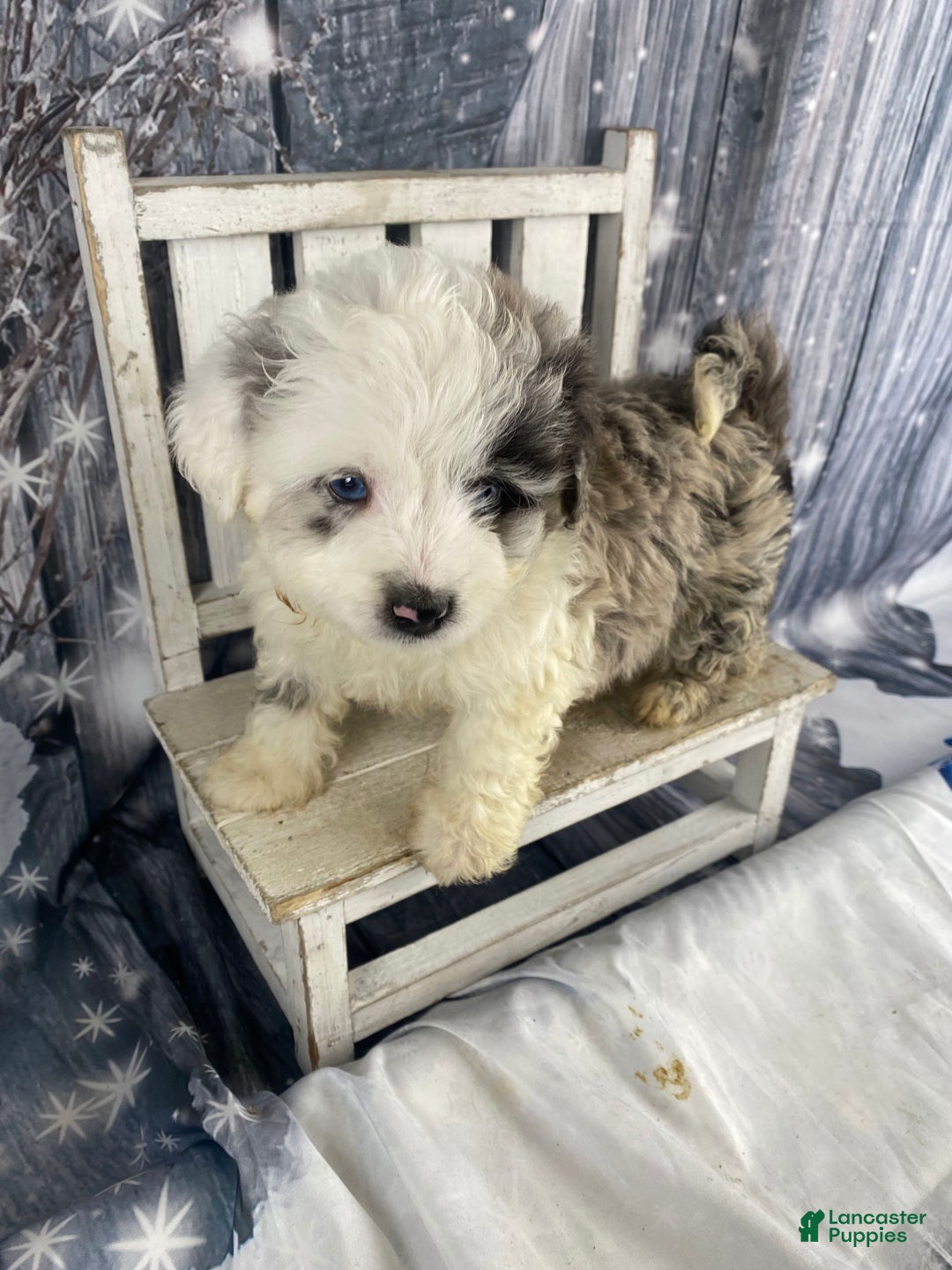 Mini Aussiedoodle dogs for sale: Iris - Ad 3