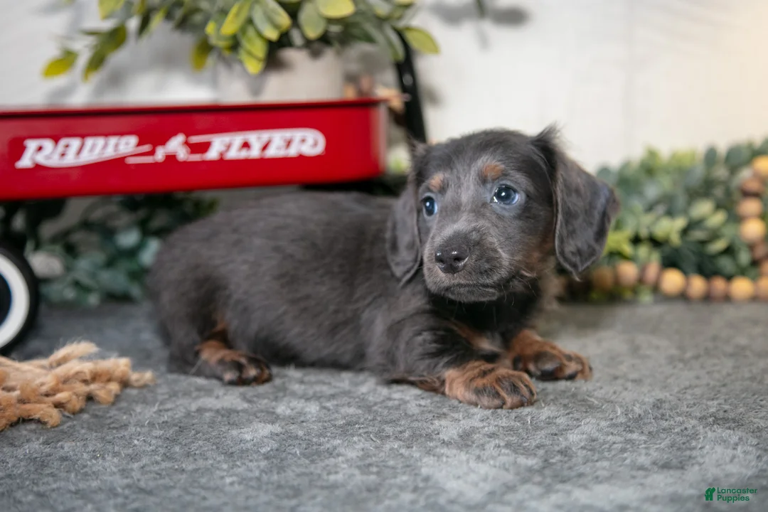 Miniature Dachshund dogs for sale: Asher - Ad 3