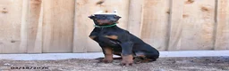 Doberman Pinscher dogs for sale: Raindrop - Ad 4