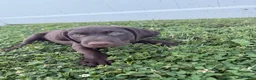 German Shorthaired Pointer dogs for sale: Scout - Ad 2