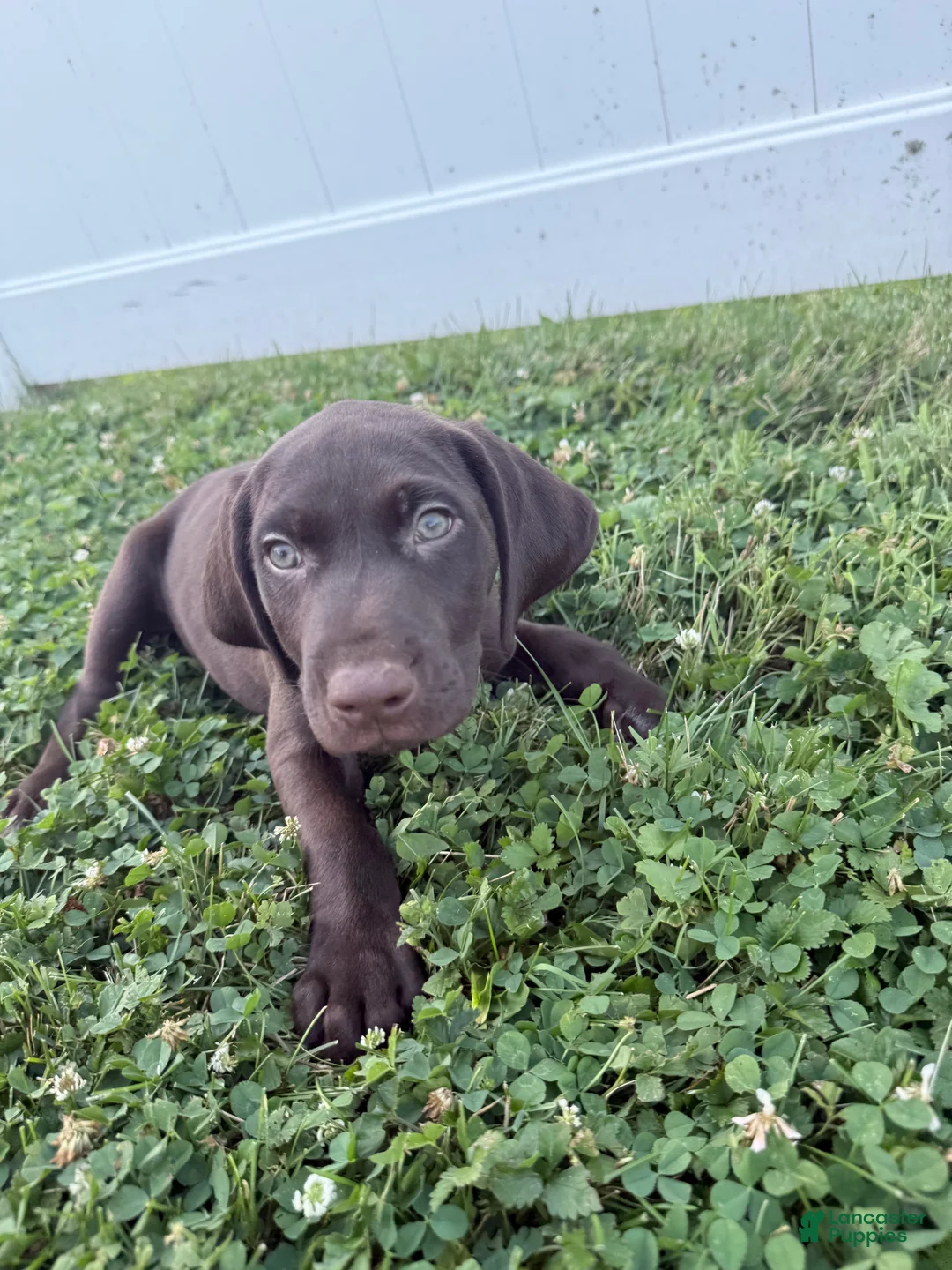 German Shorthaired Pointer dogs for sale: Scout - Ad 2
