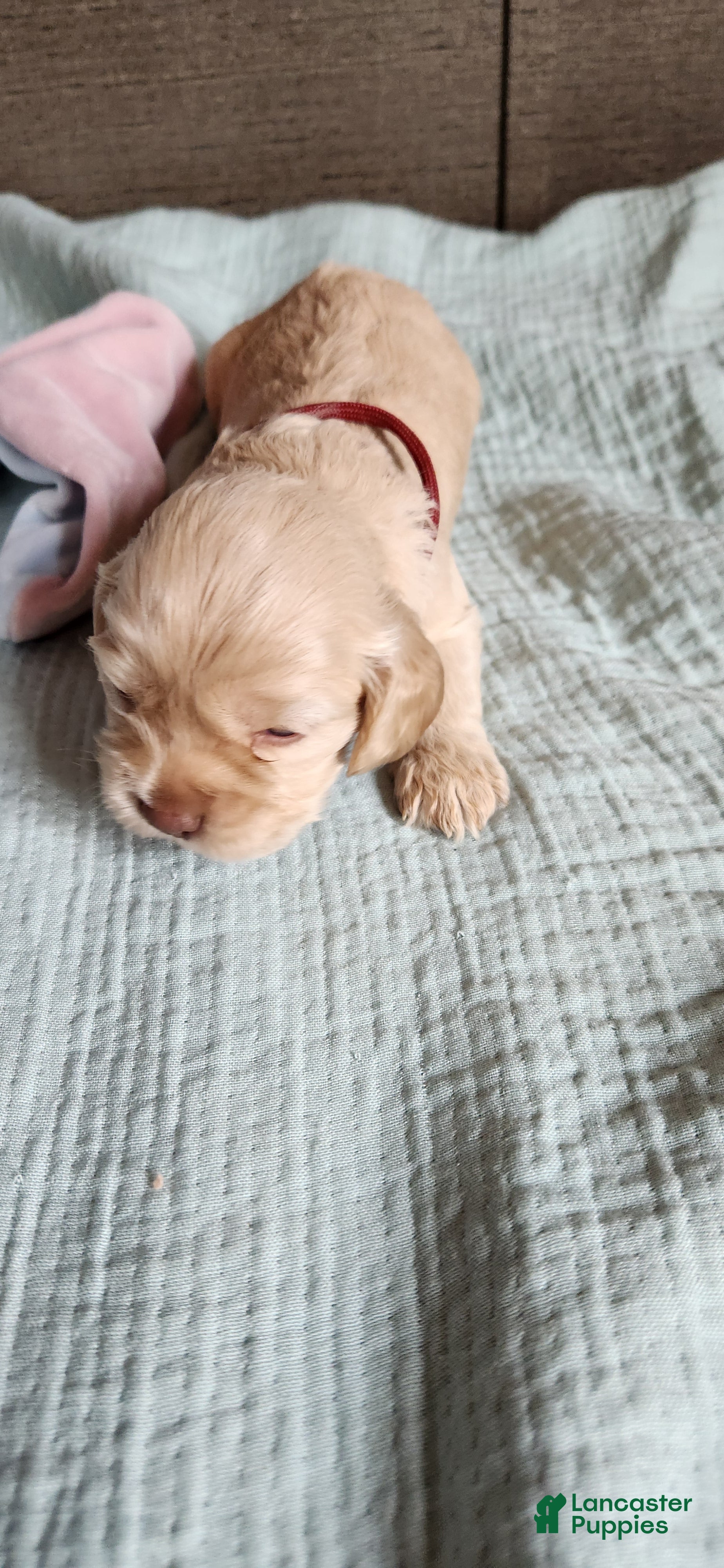 Cocker Spaniel dogs Cocker Spaniel 3 - Ad 1