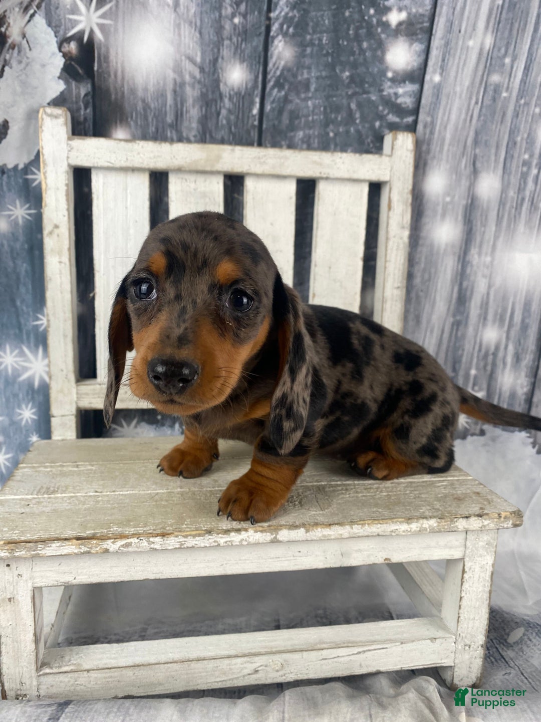 Miniature Dachshund dogs for sale: Julie - Ad 4