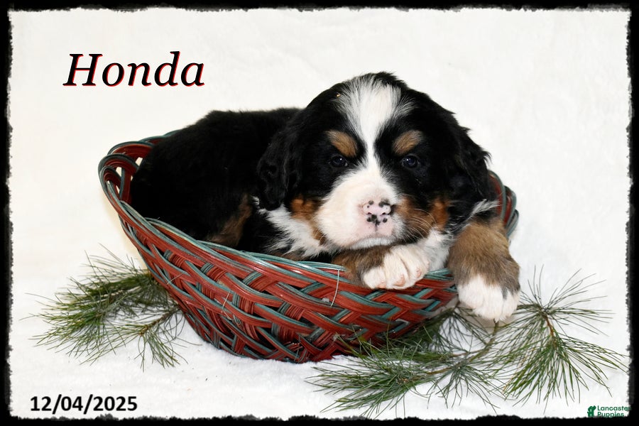 Bernese Mountain Dog dogs Honda - Ad 9