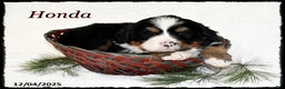 Bernese Mountain Dog dogs for sale: Honda - Ad 1