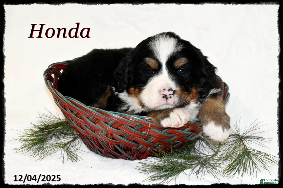 Bernese Mountain Dog dogs for sale: Honda - Ad 1