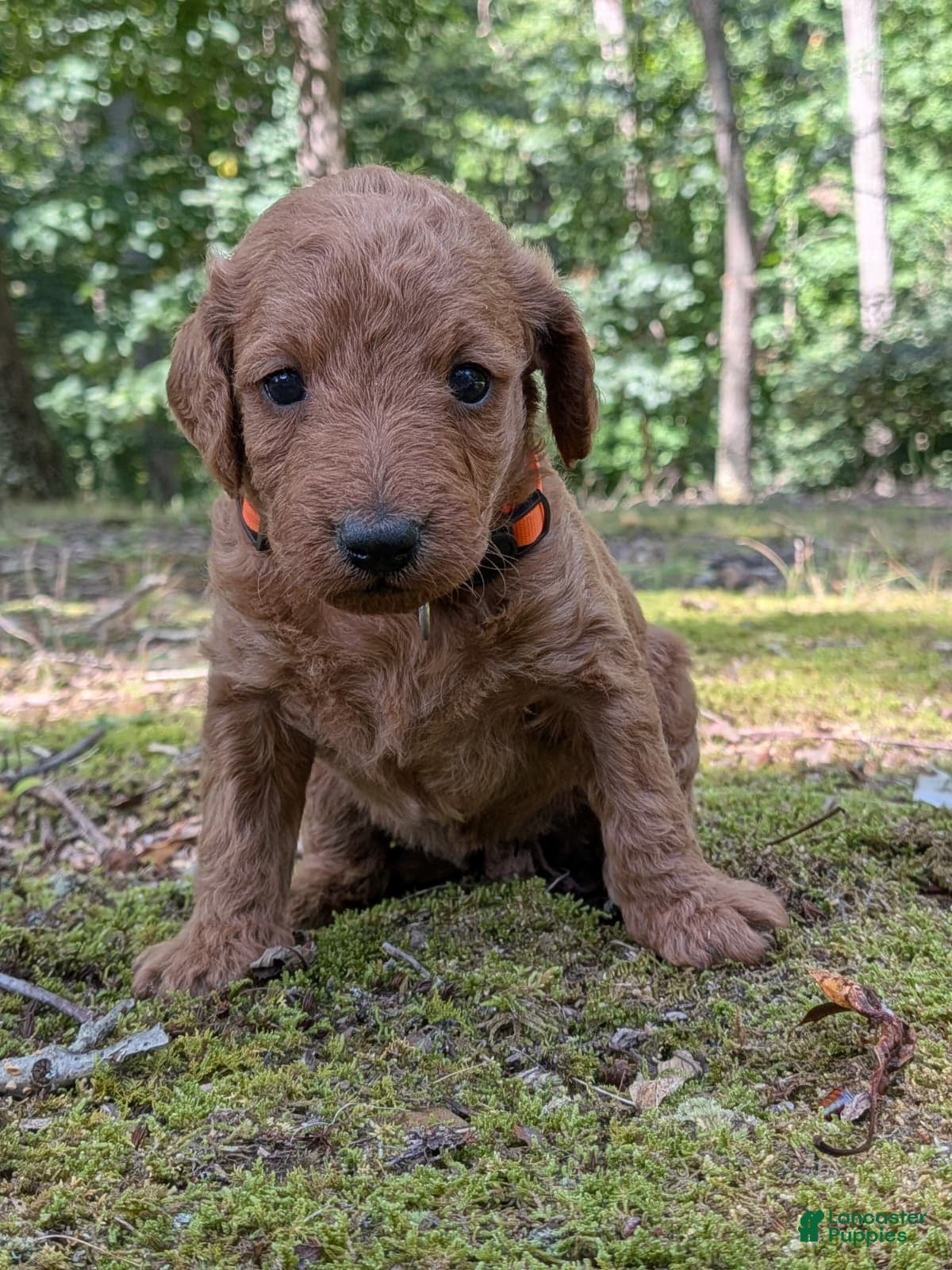 Miniature Labradoodle dogs Melanie - Ad 2