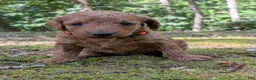 Miniature Labradoodle dogs for sale: Melanie - Ad 2