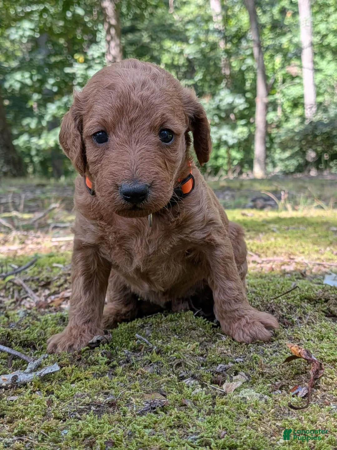 Miniature Labradoodle dogs for sale: Melanie - Ad 2