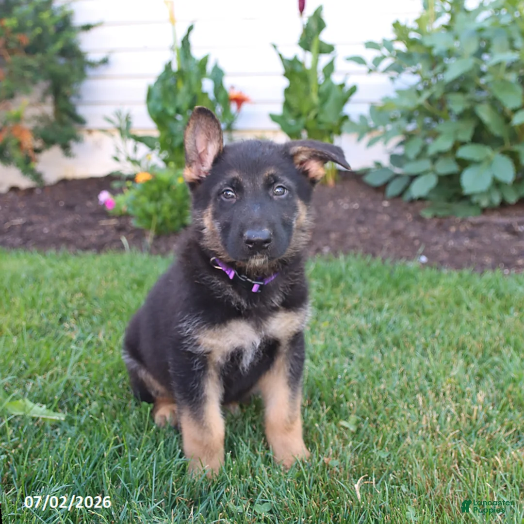German Shepherd dogs for sale: Shadow - Ad 1