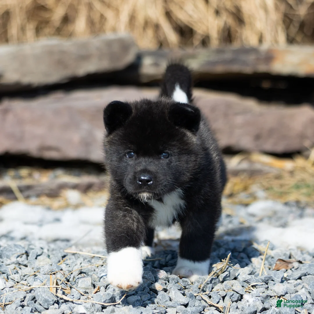 Akita dogs for sale: Fletcher Akita Puppy  - Ad 2