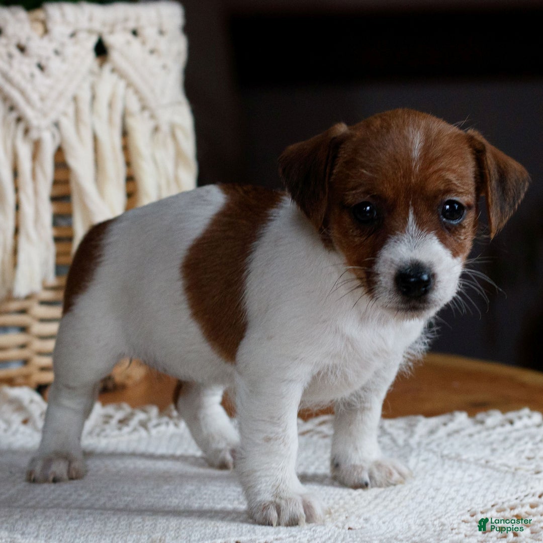 Mixed Breed dogs for sale: Brownie  - Ad 2