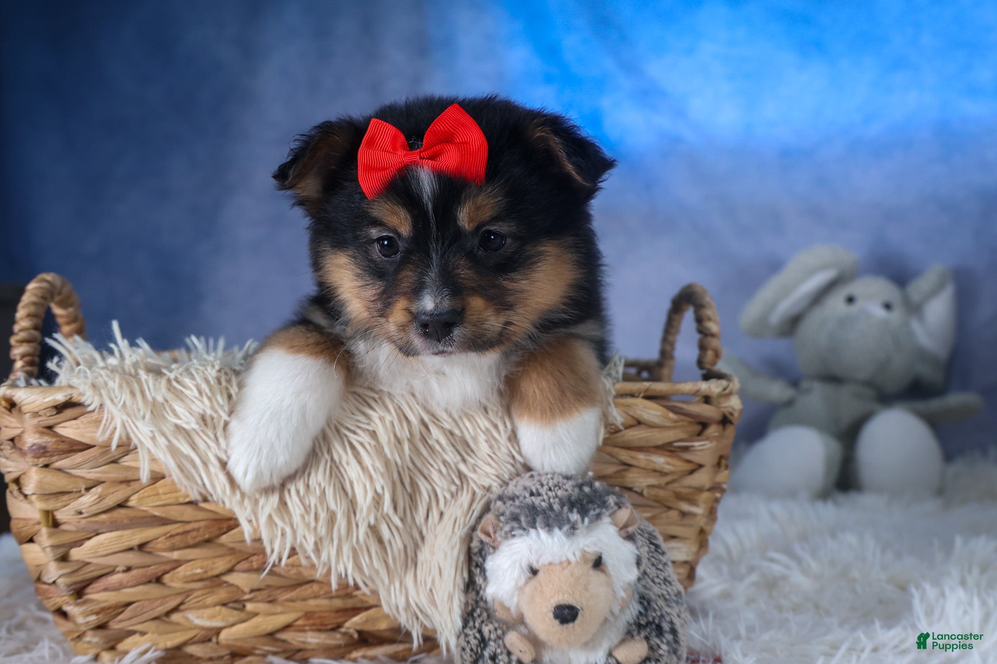 Mixed Breed dogs Lexi - Ad 1