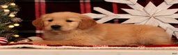 Golden Retriever dogs for sale: Dasher - Ad 5