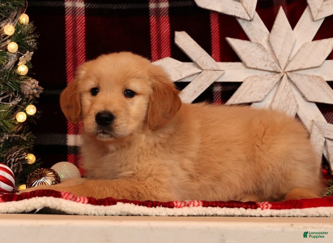 Golden Retriever dogs for sale: Dasher - Ad 5