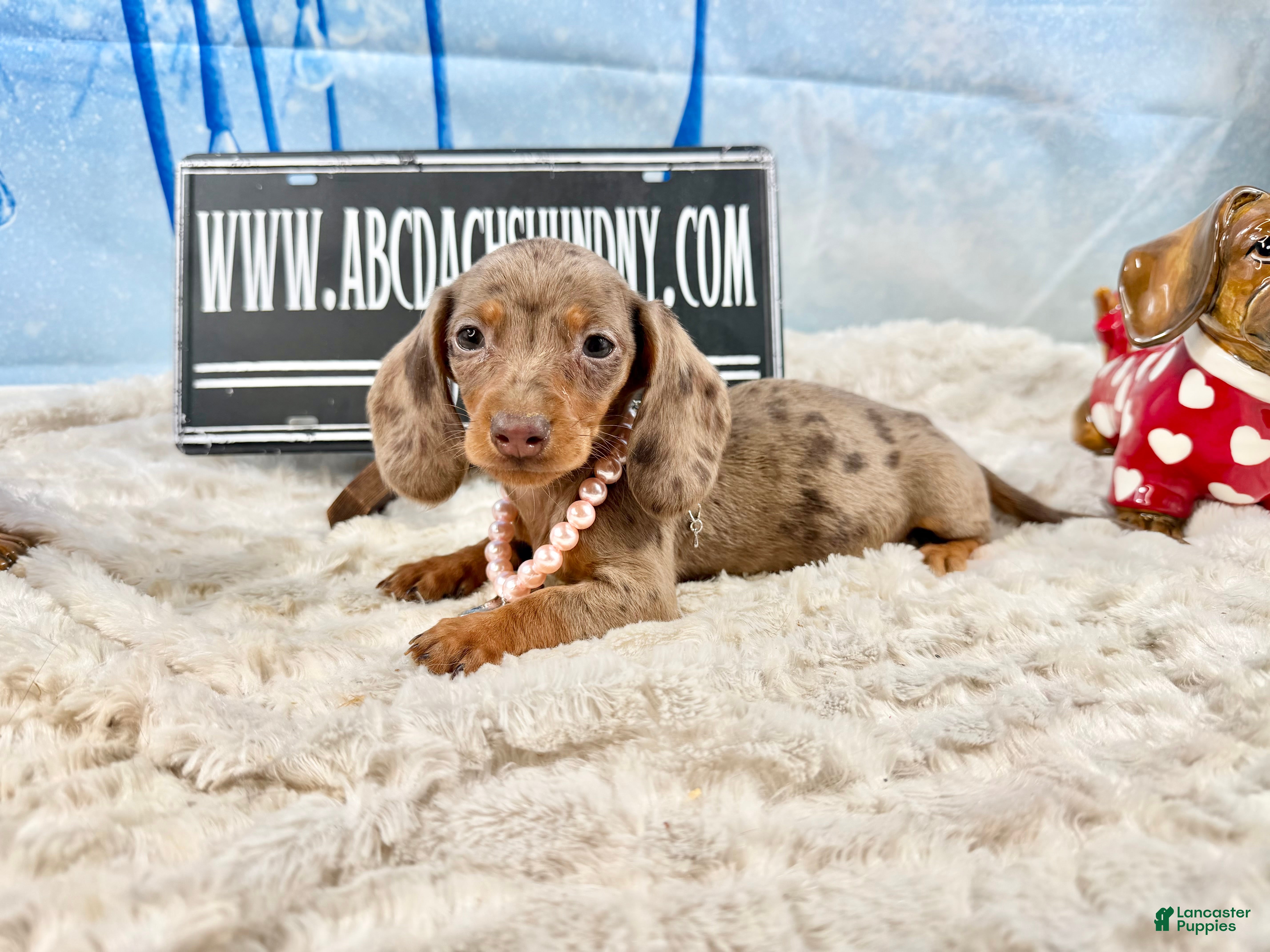 Miniature Dachshund dogs Chocolate dapple Smooth Akc  - Ad 3