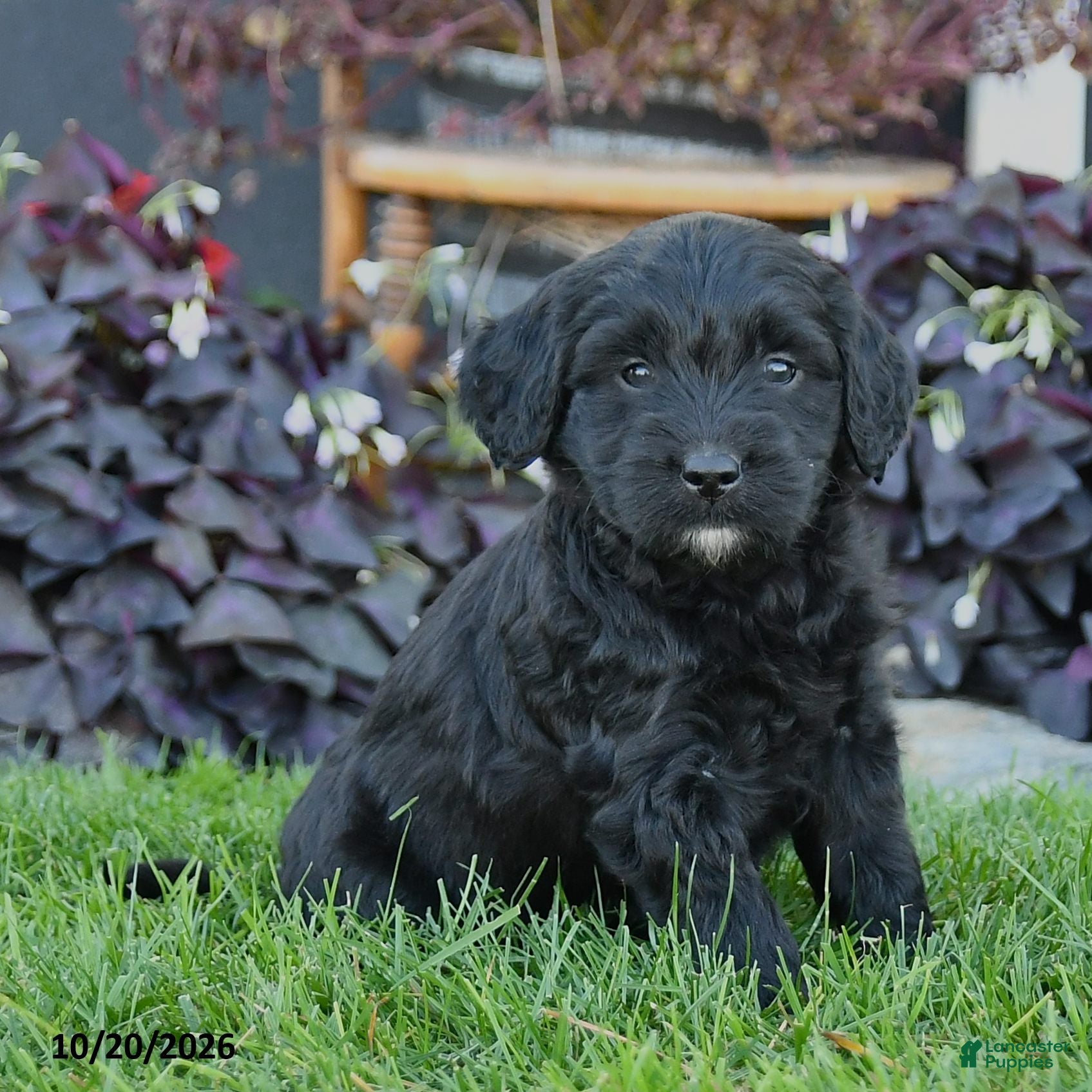 Mixed Breed dogs Crystal - Ad 2