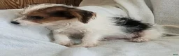 Mixed Breed dogs for sale: Toby - Ad 7