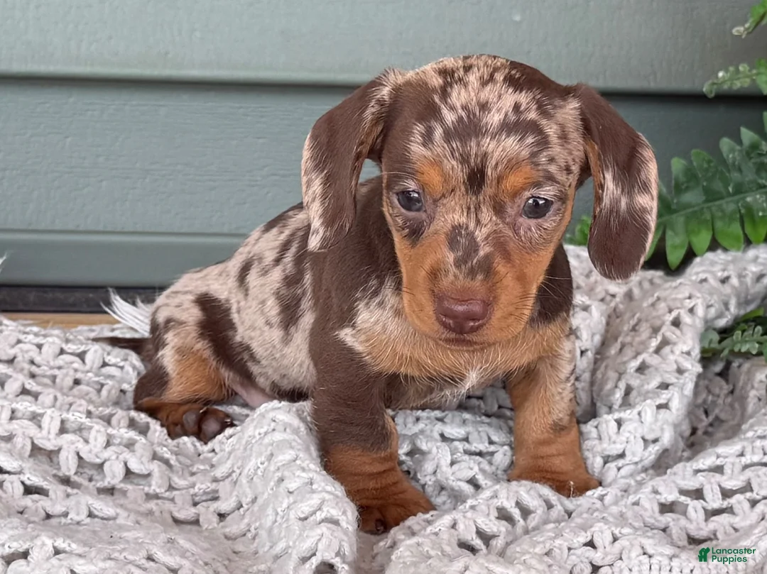 Miniature Dachshund dogs for sale: 1800 - Ad 7
