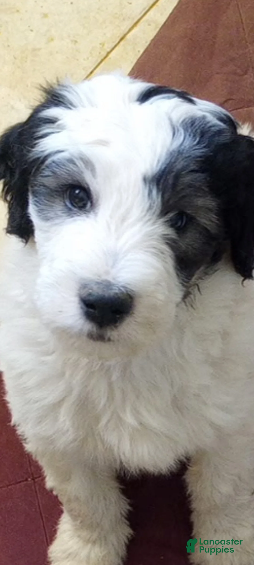 Sheepadoodle dogs for sale: Rocky - Ad 1