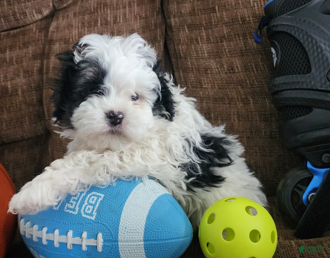 Shihpoo dogs for sale: IAN - Ad 1