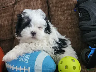 Shihpoo dogs IAN - Ad 35