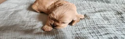 Cocker Spaniel dogs for sale: Cocker Spaniel 6 - Ad 3