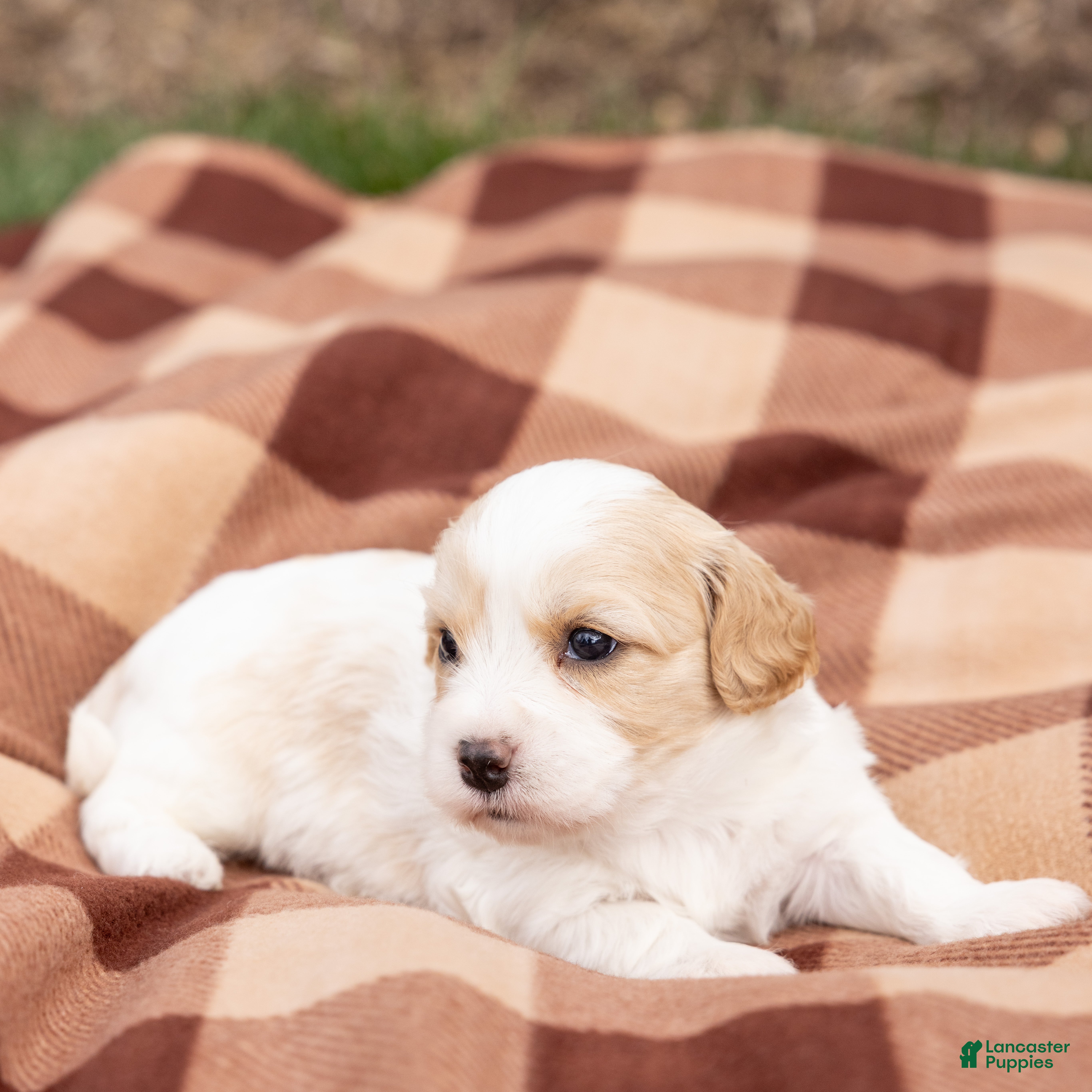 Cavachon dogs Latte - Ad 2