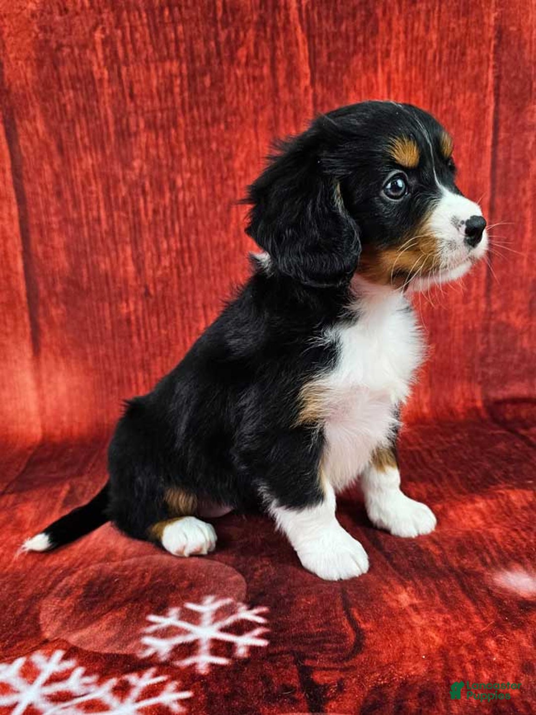 Miniature Bernese Mountain Dog dogs for sale: Midnight - Ad 2