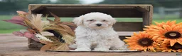 Toy Poodle dogs for sale: Caesar - Ad 4