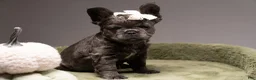 French Bulldog dogs for sale: BLU - Ad 6