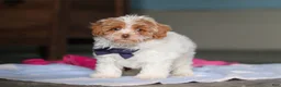 Mixed Breed dogs for sale: Teddy - Ad 6