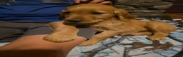 Golden Retriever dogs for sale: Cola - Ad 3