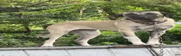 Anatolian Shepherd dogs for sale: Anatolian Shepherd 1 - Ad 2