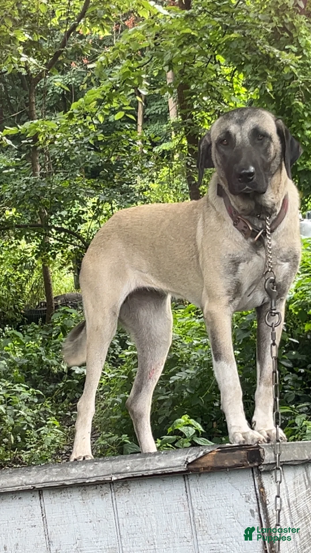 Anatolian Shepherd dogs for sale: Anatolian Shepherd 1 - Ad 2