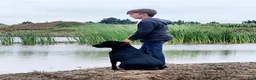 Labrador Retriever dogs for sale: Raven - Ad 5