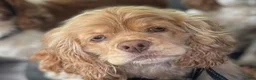 Mixed Breed dogs for sale: Little Bear - Ad 5