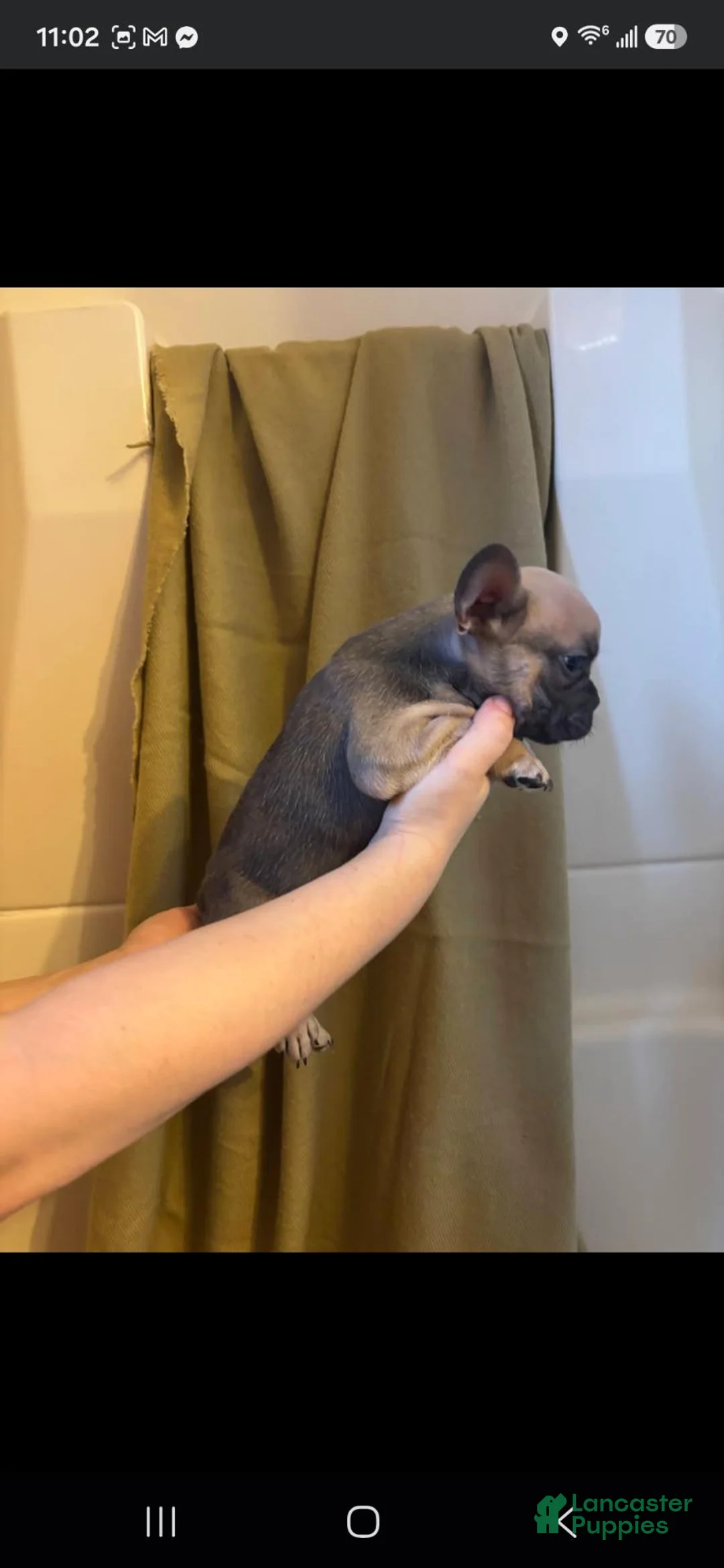 French Bulldog dogs for sale: French Bulldog 4 - Ad 2