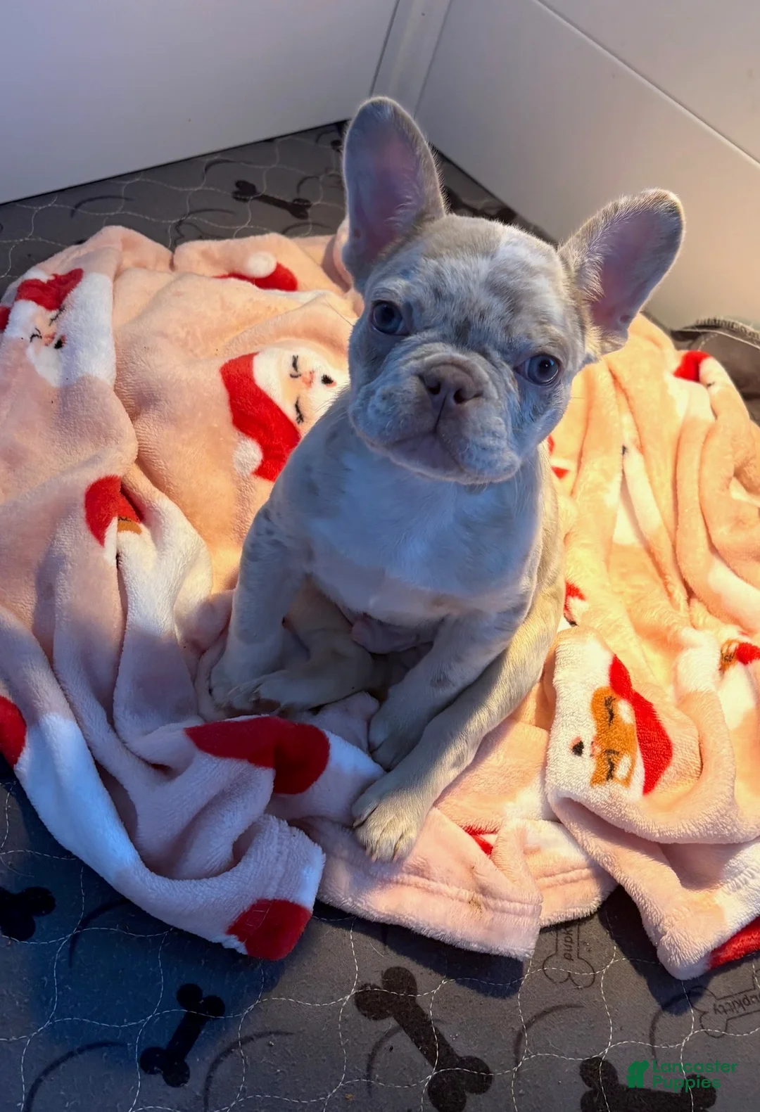French Bulldog dogs for sale: Hunter - Ad 2