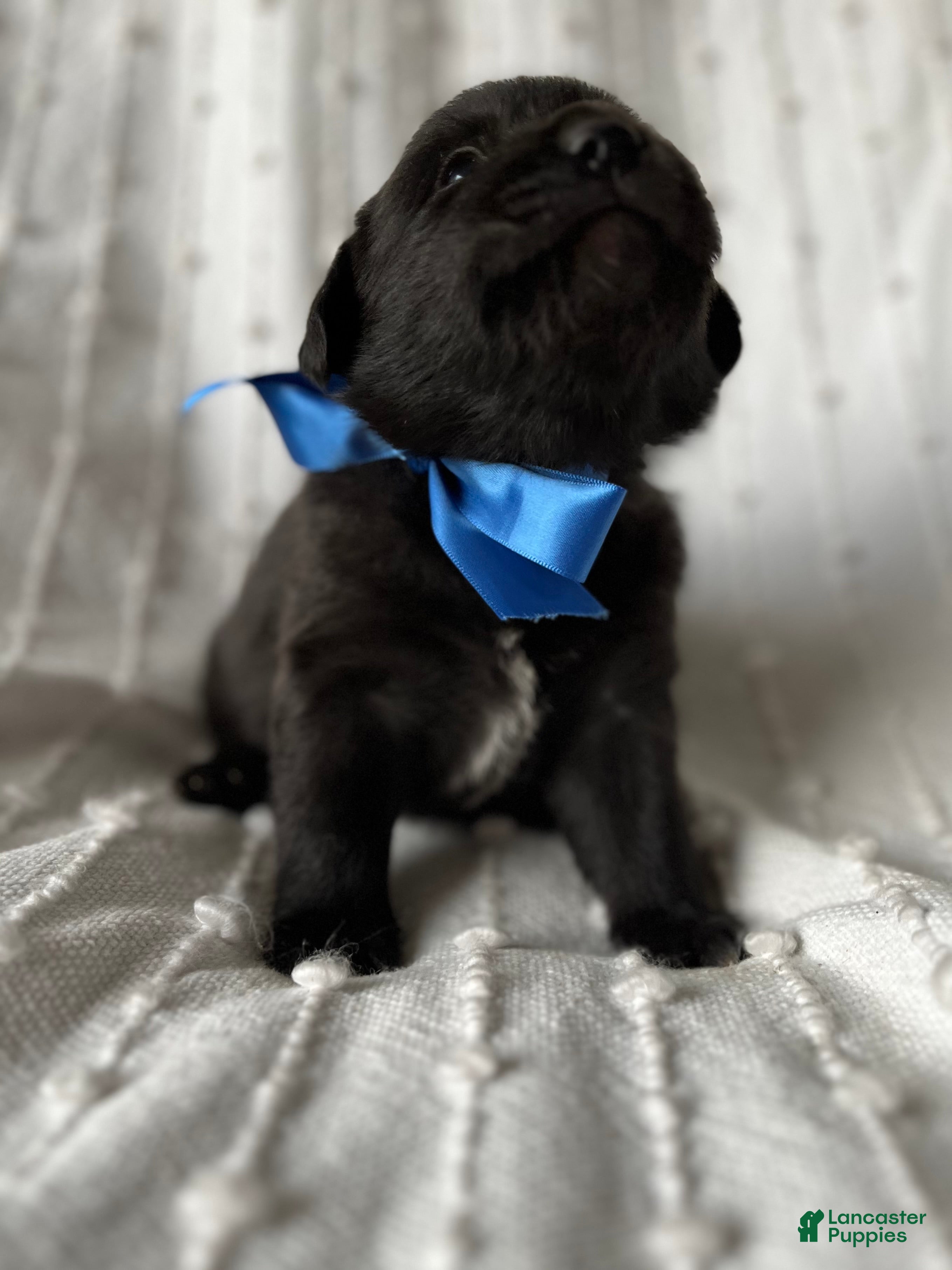 Mixed Breed dogs for sale: Max - Ad 3