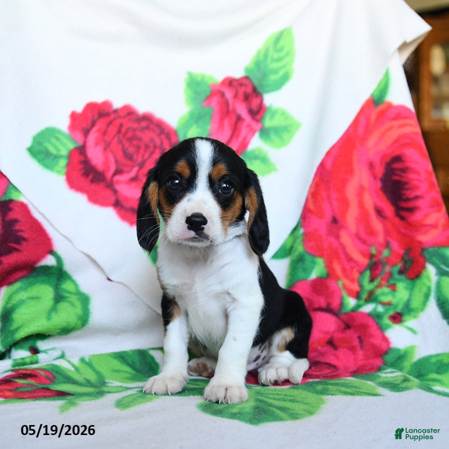 Beaglier dogs Lucky - Ad 1