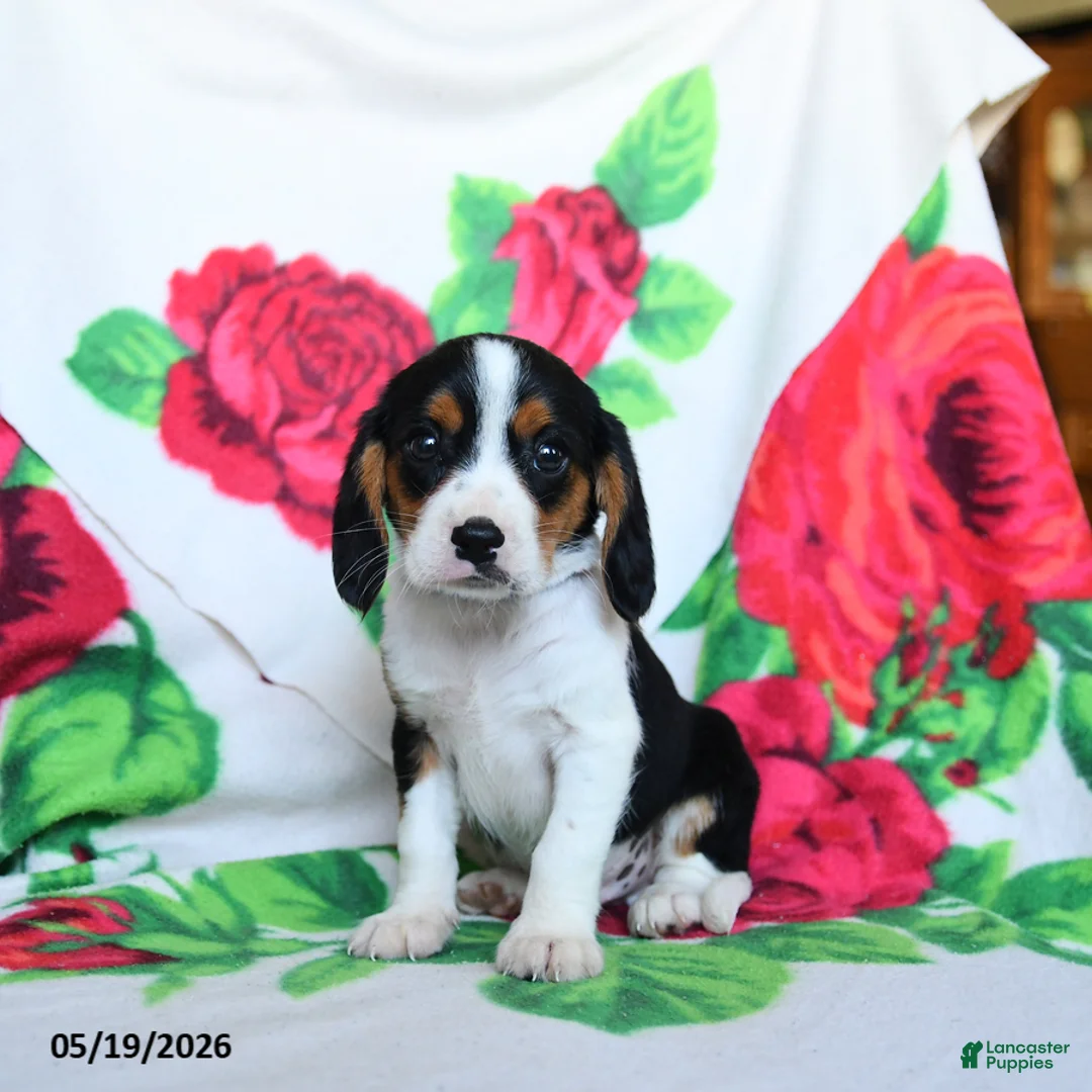 Beaglier dogs for sale: Lucky - Ad 1