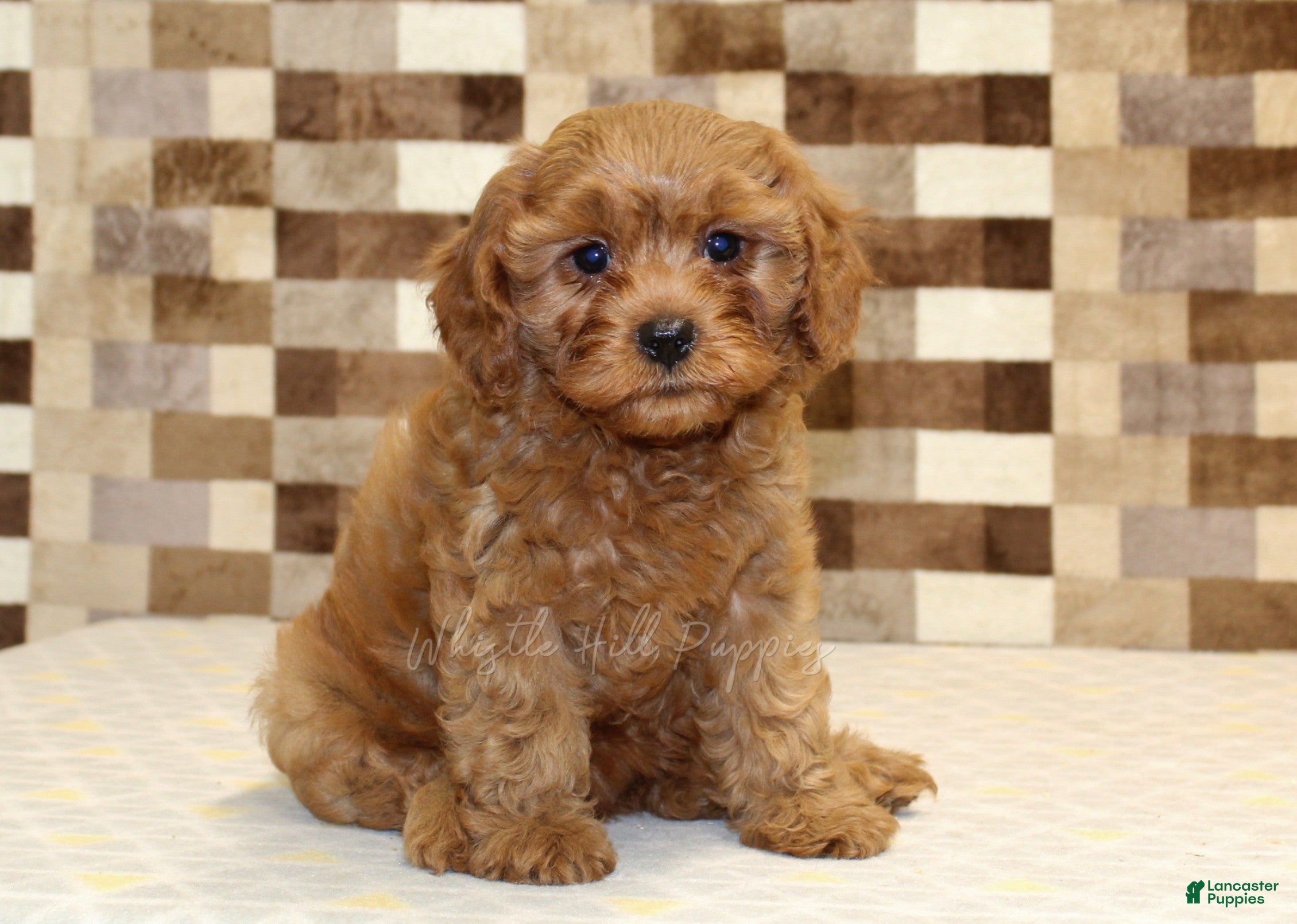 Cavapoo dogs Dolly - Ad 1